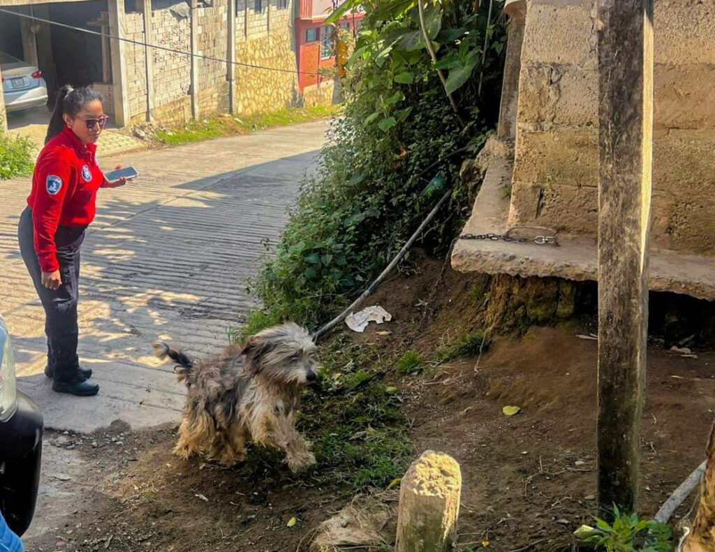 Rescatan a “Huesos”, el perro que vivió más de tres años amarrado en Xicotepec, Puebla