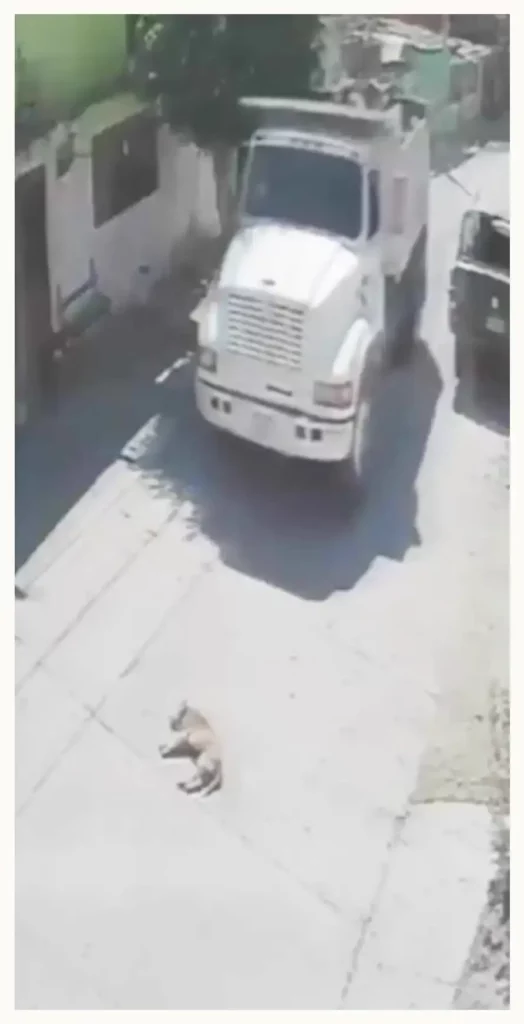 Zadrigman convoca a marcha en Puebla para exigir justicia por casos de maltrato animal  