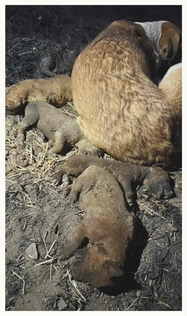 Zadrigman convoca a marcha en Puebla para exigir justicia por casos de maltrato animal  