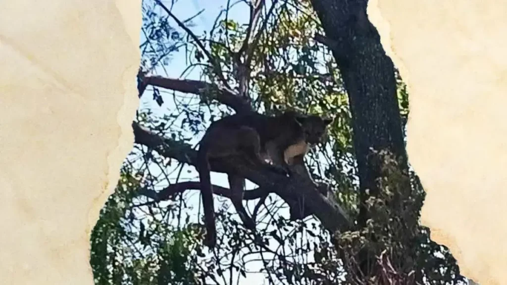 Buscan a puma en Tehuacán, Puebla; segundo avistamiento de fauna silvestre en 2025
