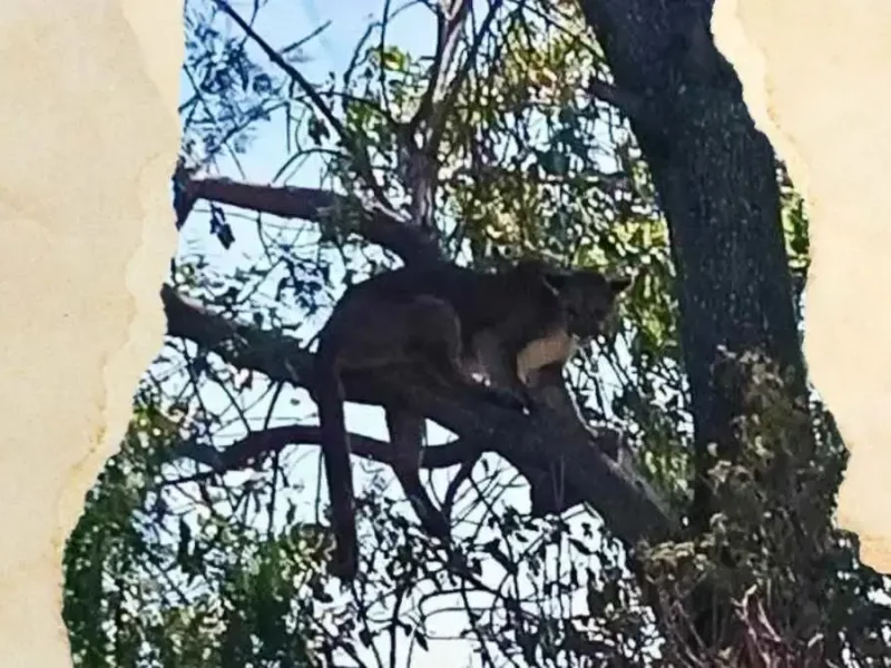 Buscan a puma en Tehuacán, Puebla; segundo avistamiento de fauna silvestre en 2025
