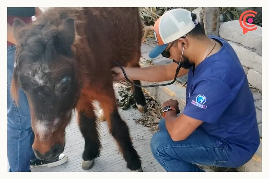 Encuentran a “Pulgarcito”, pony robado en San Francisco Totimehuacan, Puebla 