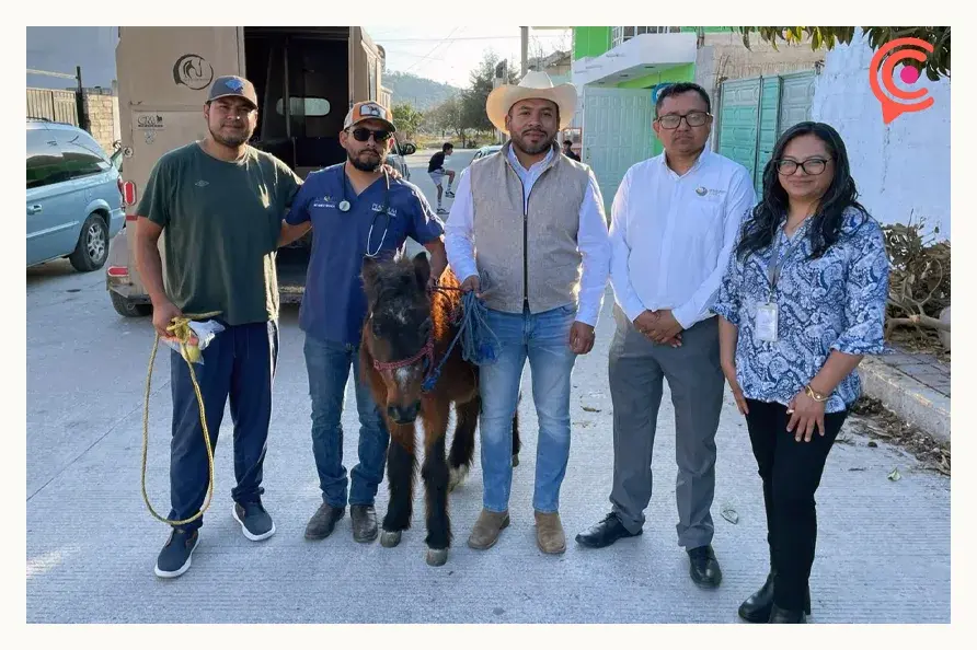 Encuentran a “Pulgarcito”, pony robado en San Francisco Totimehuacan, Puebla 