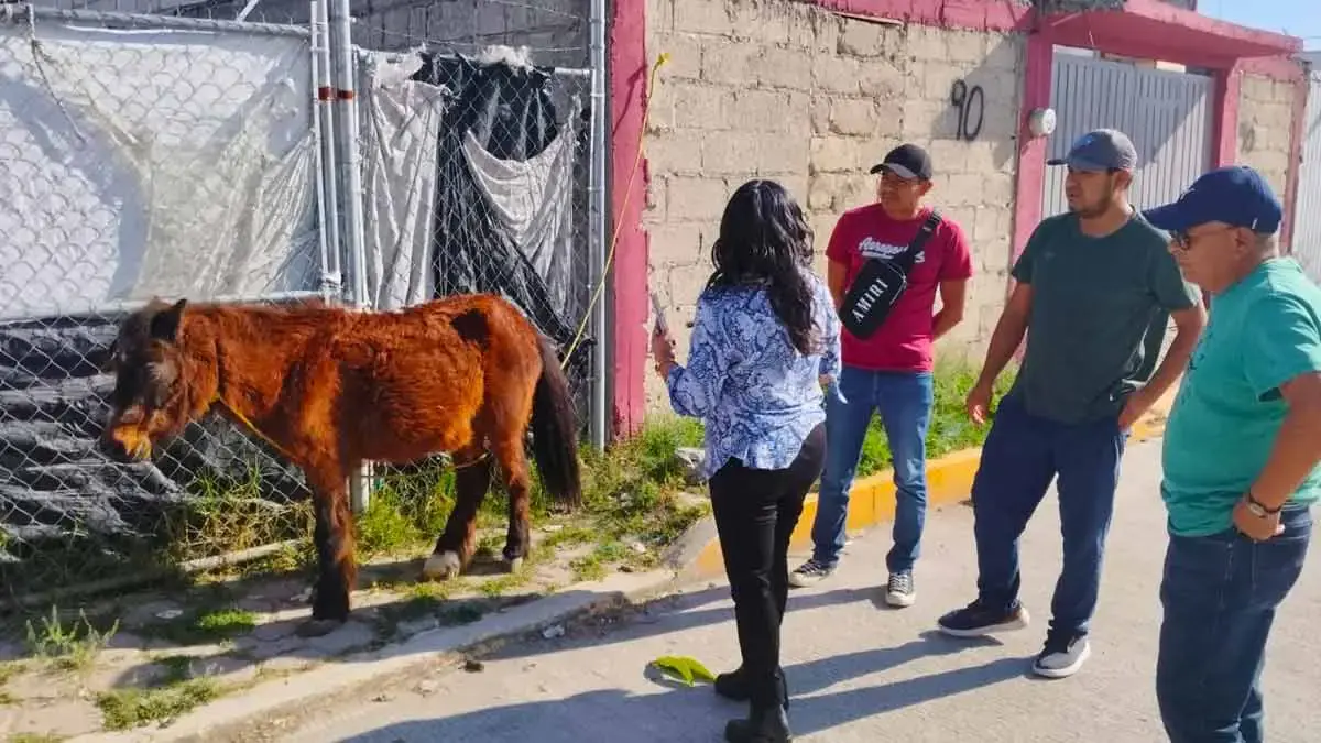 Encuentran a “Pulgarcito”, pony robado en San Francisco Totimehuacan, Puebla 