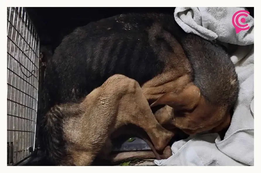 Ursva Puebla rescata a perro que cayó a una barranca en la colonia Miguel Hidalgo  