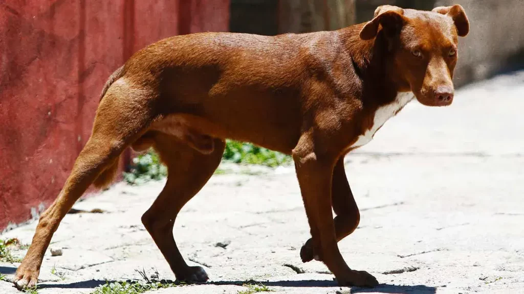 Ursva Puebla rescata a perro que cayó a una barranca en la colonia Miguel Hidalgo  