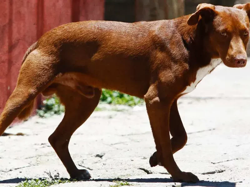 Ursva Puebla rescata a perro que cayó a una barranca en la colonia Miguel Hidalgo  