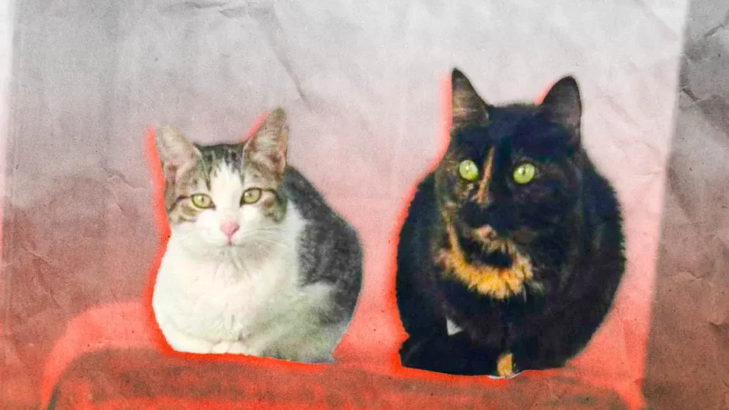Gatos rescatados del refugio “Michigan” pronto serán puestos en adopción