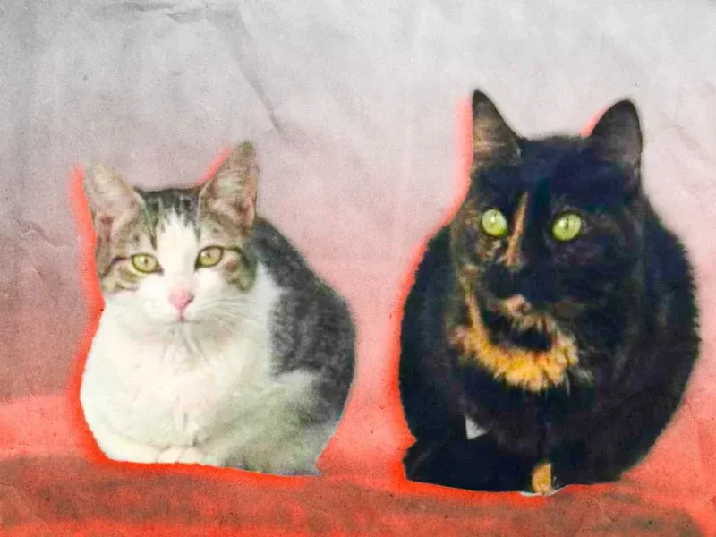 Gatos rescatados del refugio “Michigan” pronto serán puestos en adopción