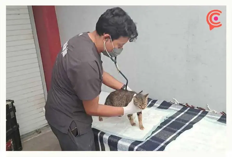 Gatos rescatados del refugio “Michigan” pronto serán puestos en adopción