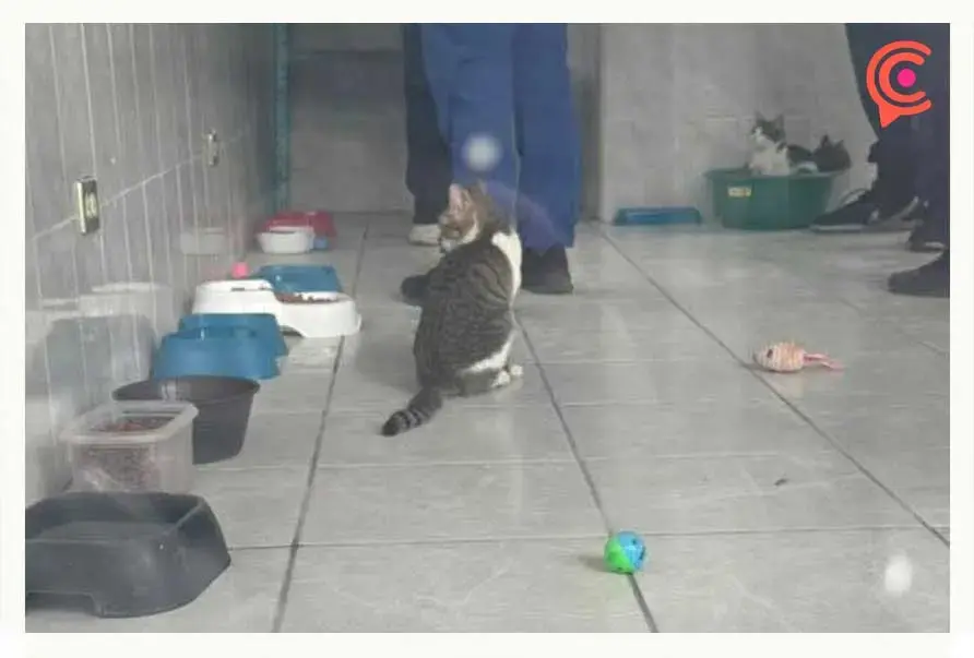 Gatos rescatados del refugio “Michigan” pronto serán puestos en adopción