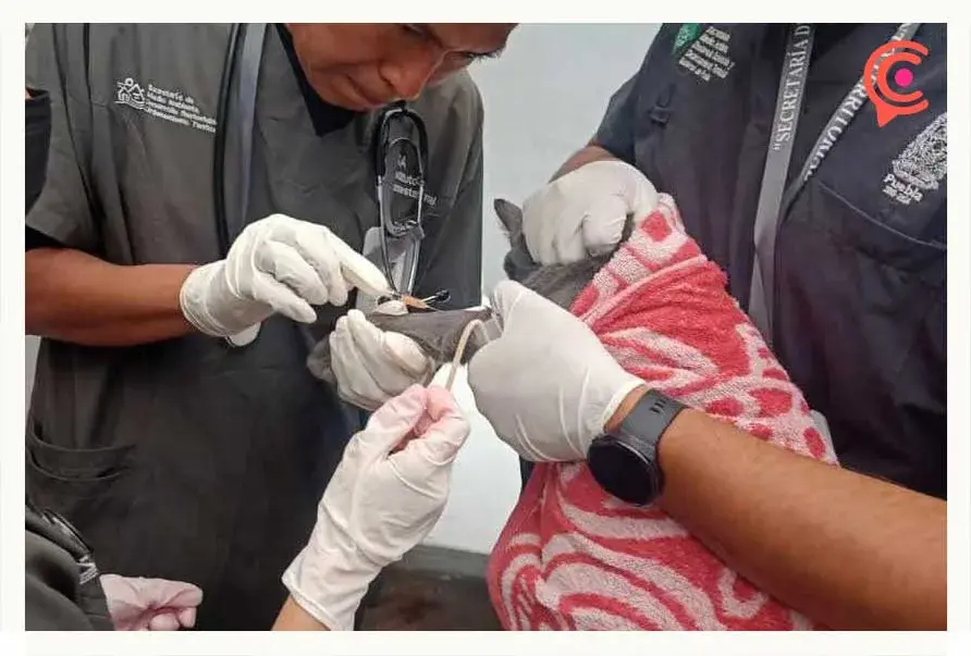 Gatos rescatados del refugio “Michigan” pronto serán puestos en adopción