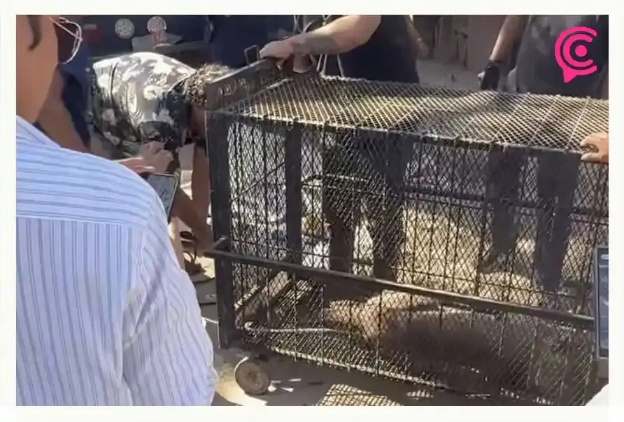 Semarnat rescata puma que deambulaba por Tehuacán; buscarán reintroducirlo a su hábitat