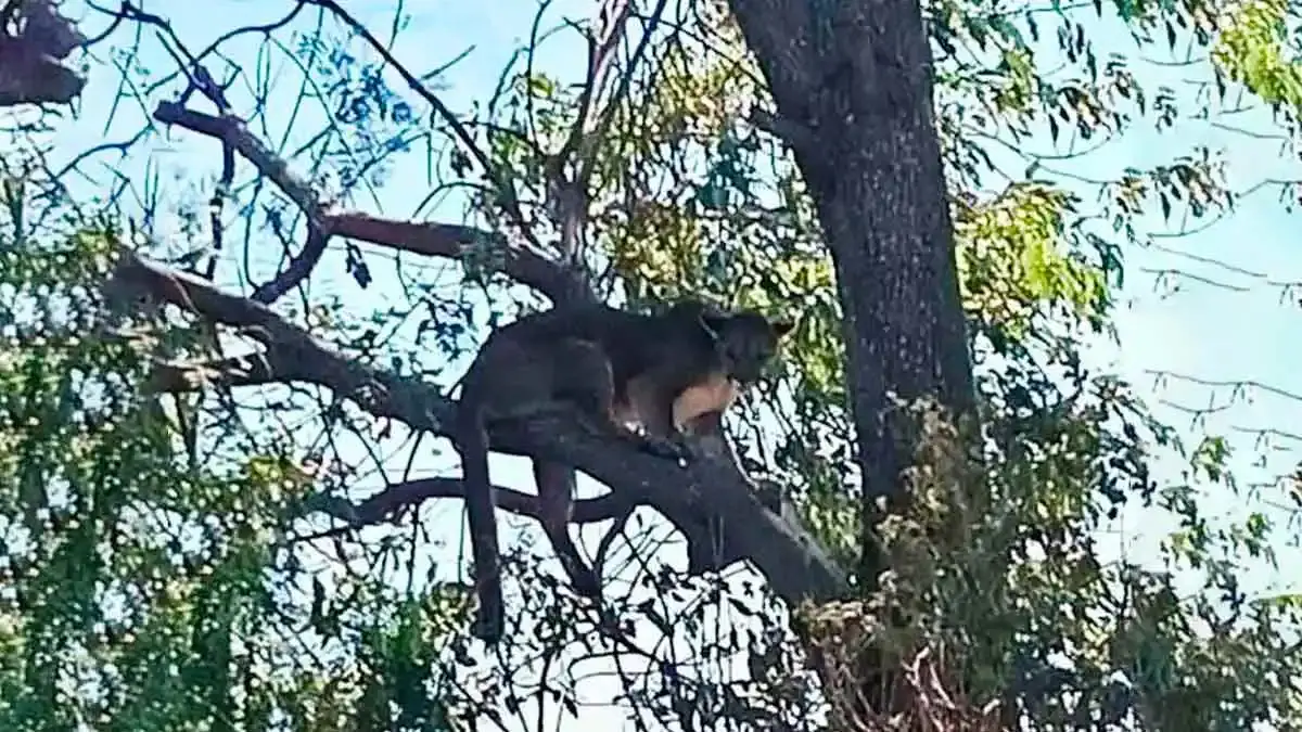 Semarnat rescata puma que deambulaba por Tehuacán; buscarán reintroducirlo a su hábitat