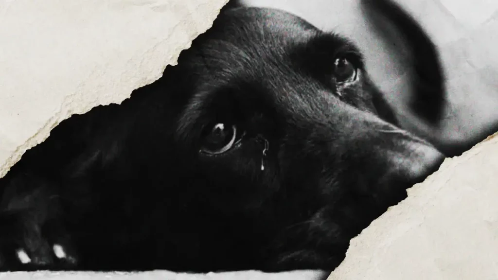 Por complicaciones de salud, murió el perro que cayó a barranca en Puebla 