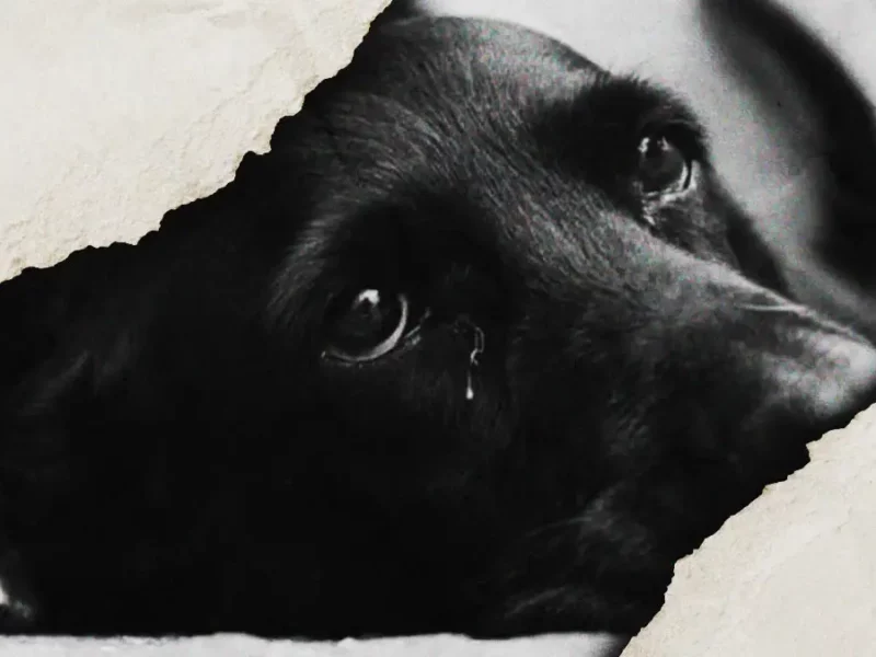 Por complicaciones de salud, murió el perro que cayó a barranca en Puebla 