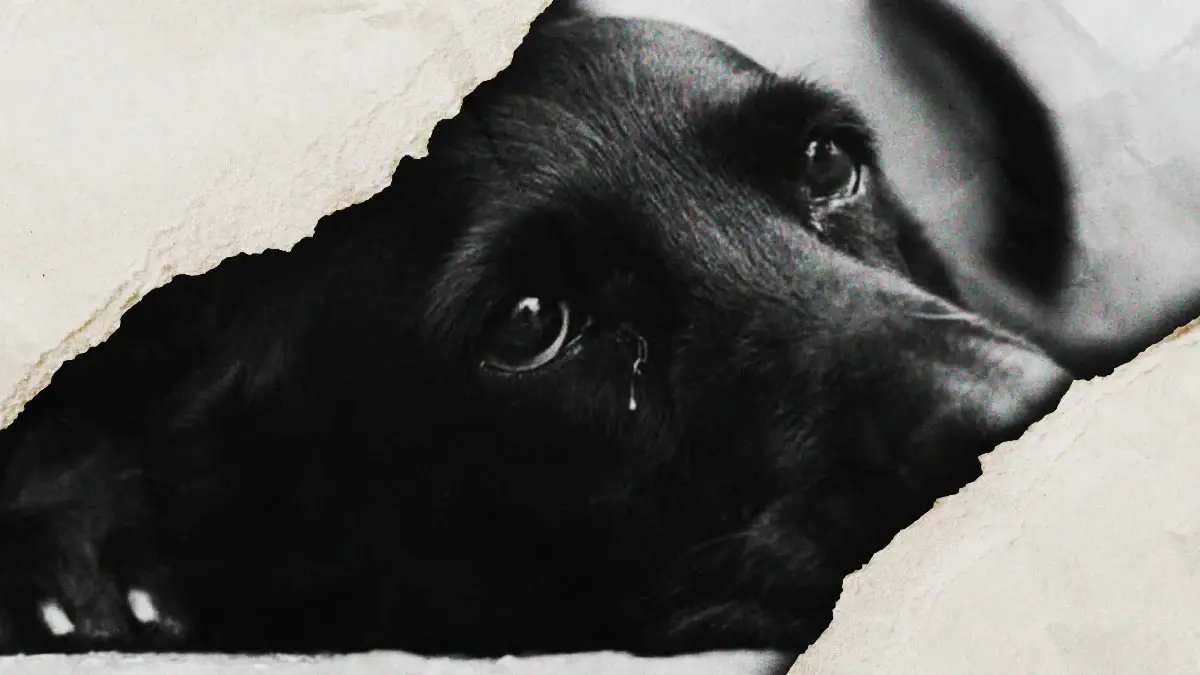 Por complicaciones de salud, murió el perro que cayó a barranca en Puebla 