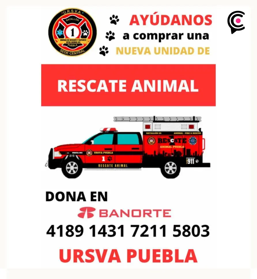 Por complicaciones de salud, murió el perro que cayó a barranca en Puebla