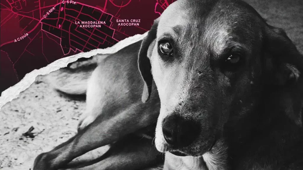 Envenenaron a cinco perros en La Magdalena Axocopan, Atlixco; lomito sobreviviente intentó reanimarlos