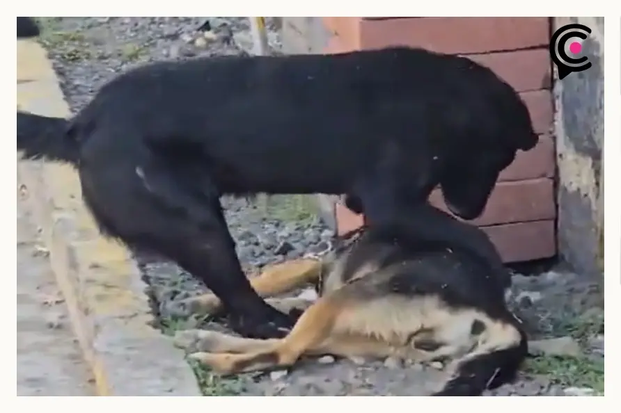 Envenenaron a cinco perros en La Magdalena Axocopan, Atlixco; lomito sobreviviente intentó reanimarlos