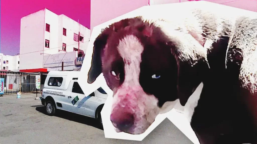 Machetean en la cabeza a perro cerca del Hospital General del Norte en Puebla