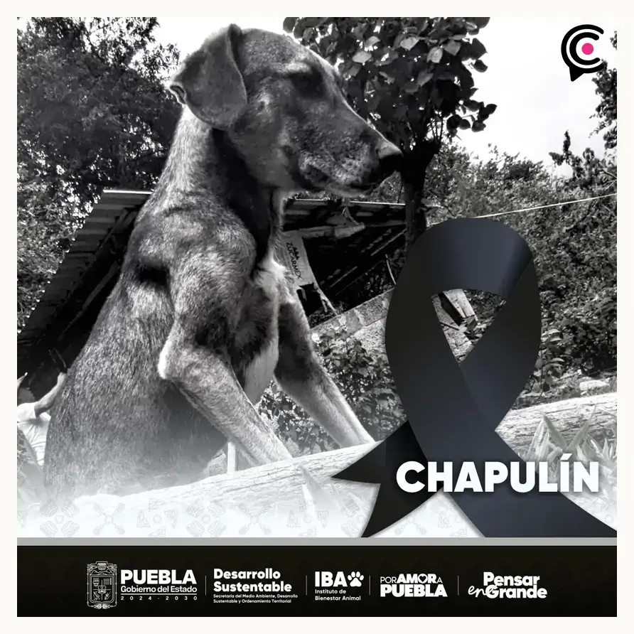 Machetean en la cabeza a perro cerca del Hospital General del Norte en Puebla