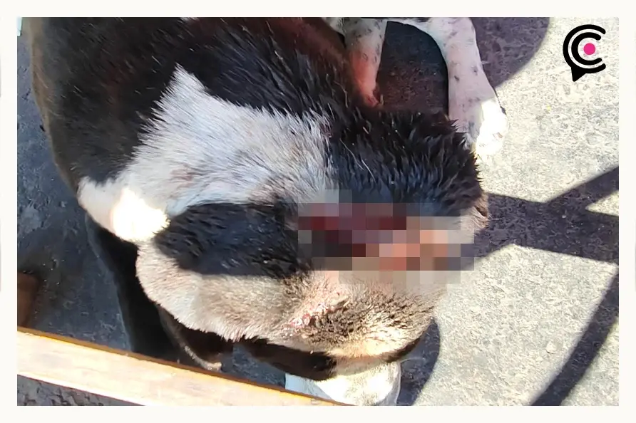 Machetean en la cabeza a perro cerca del Hospital General del Norte en Puebla
