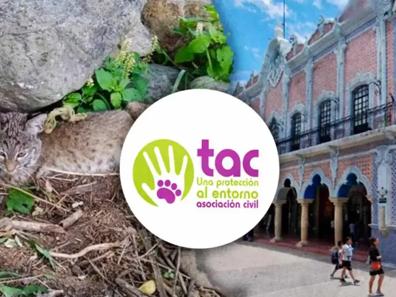 Colectivo TAC denuncia falta de políticas públicas de bienestar animal en Tehuacán