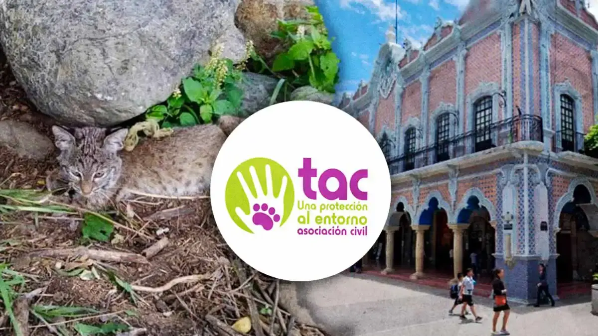 Colectivo TAC denuncia falta de políticas públicas de bienestar animal en Tehuacán