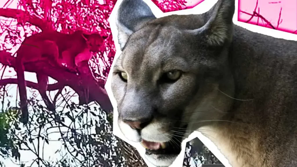 Movimiento Animalista de Puebla exige a Profepa garantizar bienestar del puma “Jorge”, rescatado en Tehuacán