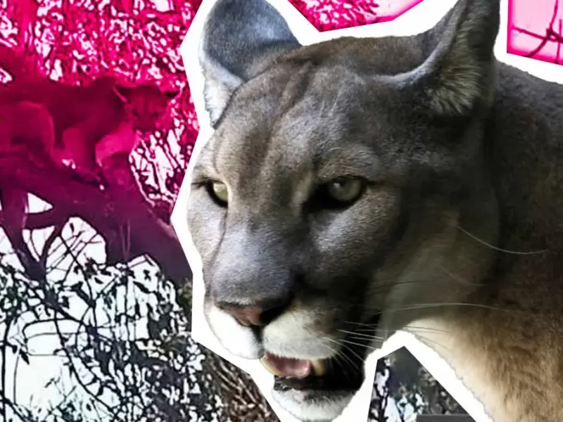 Movimiento Animalista de Puebla exige a Profepa garantizar bienestar del puma “Jorge”, rescatado en Tehuacán