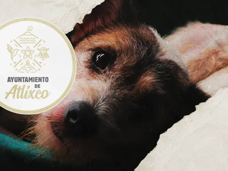 Ayuntamiento de Atlixco presenta denuncia por envenenamiento masivo de perros