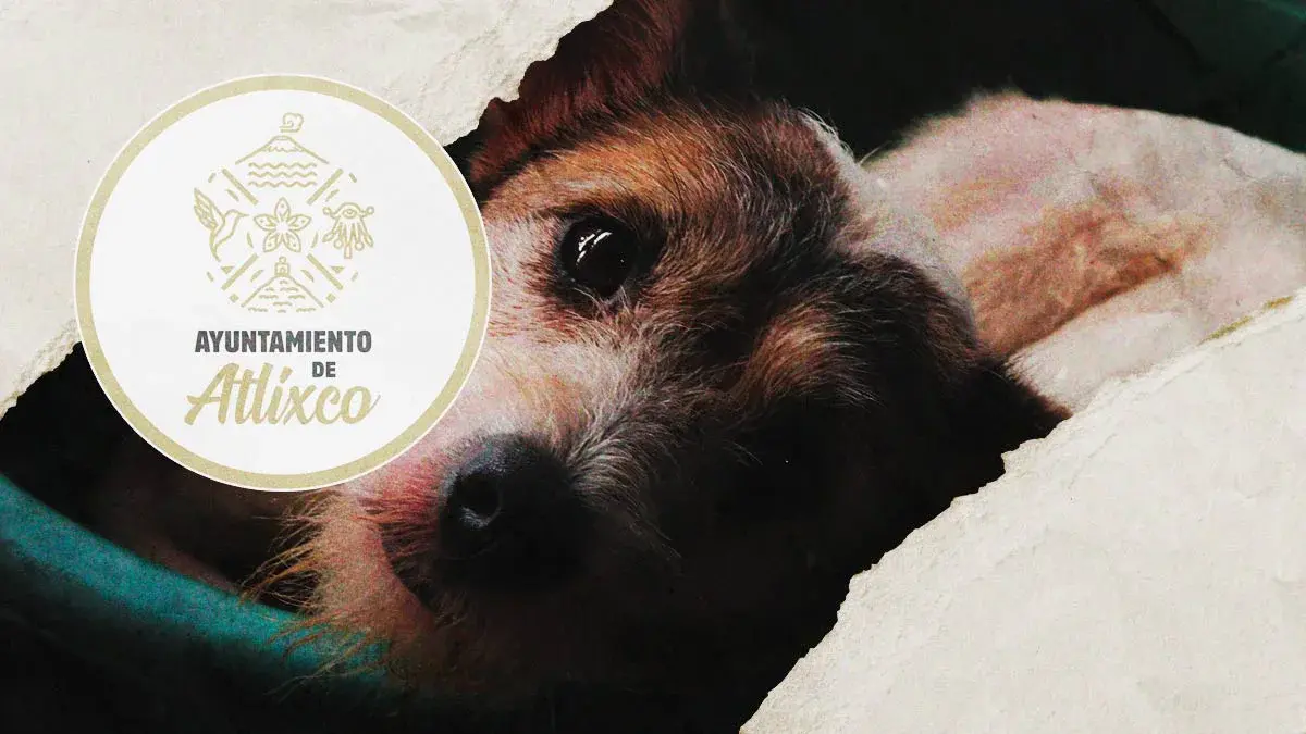 Ayuntamiento de Atlixco presenta denuncia por envenenamiento masivo de perros