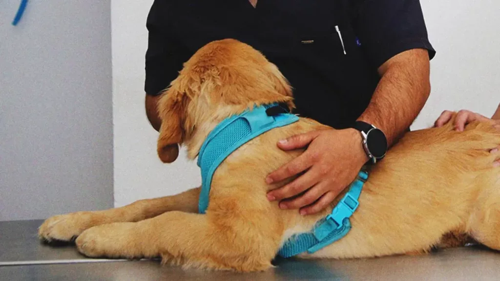 Puebla se unirá a la marcha nacional por los veterinarios tras asesinato de médico