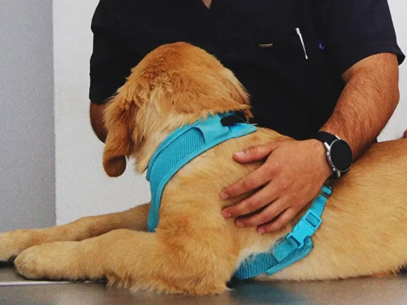 Puebla se unirá a la marcha nacional por los veterinarios tras asesinato de médico