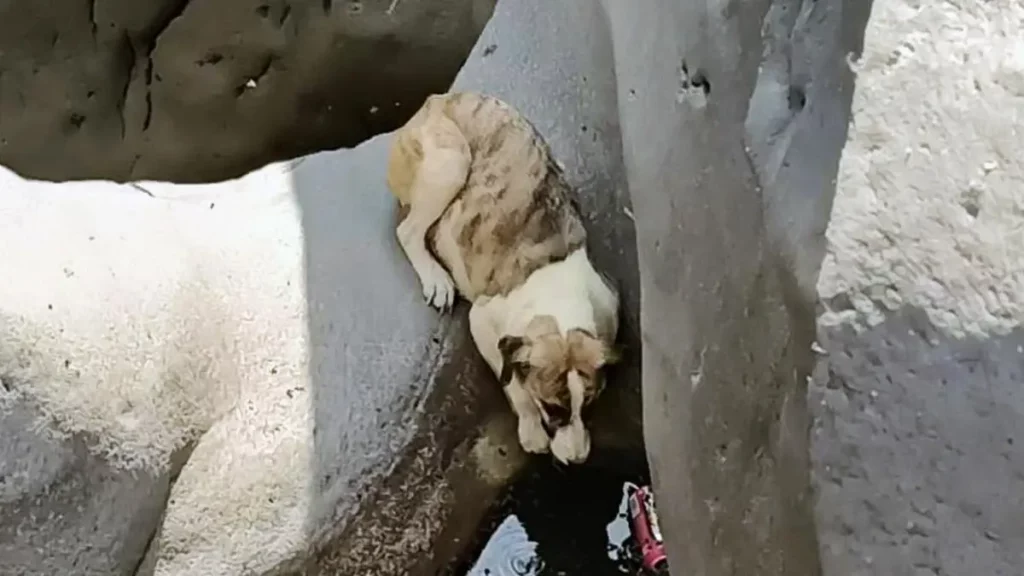 Runners piden ayuda para rescatar a perro atrapado en “Las Piedras” de Santiago Miahuatlán, Puebla