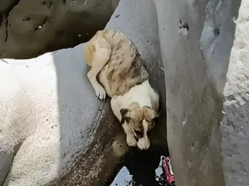 Runners piden ayuda para rescatar a perro atrapado en “Las Piedras” de Santiago Miahuatlán, Puebla