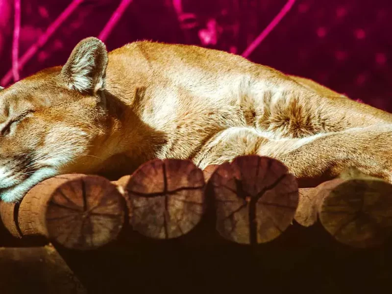 Medio Ambiente confirma que puma “Jorge”, rescatado en Tehuacán, está en Africam Safari