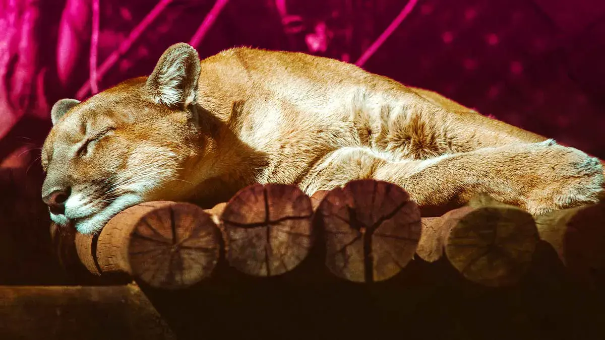 Medio Ambiente confirma que puma “Jorge”, rescatado en Tehuacán, está en Africam Safari