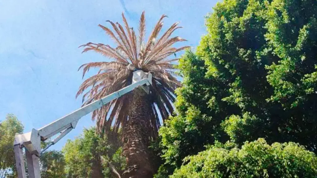 Secretaría de Medio Ambiente informa sobre derribo de palmeras en Parque Paseo Nicolás Bravo