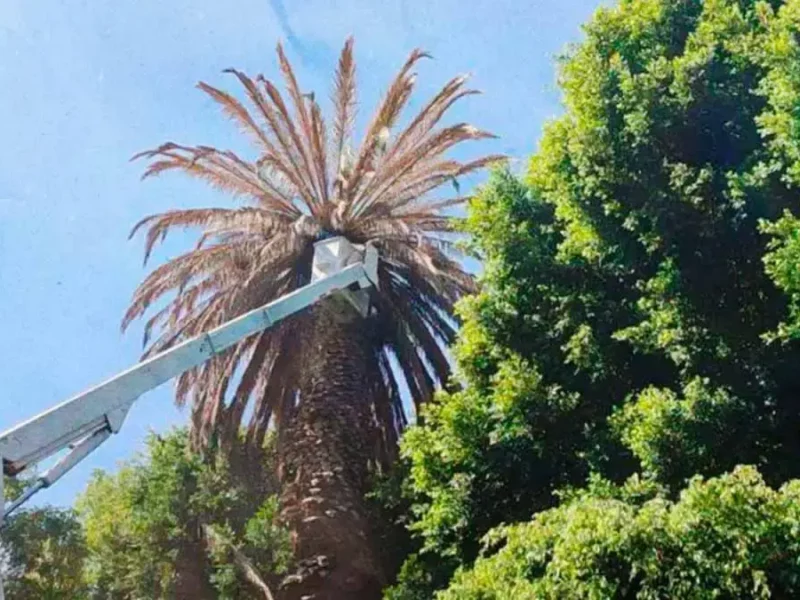 Secretaría de Medio Ambiente informa sobre derribo de palmeras en Parque Paseo Nicolás Bravo