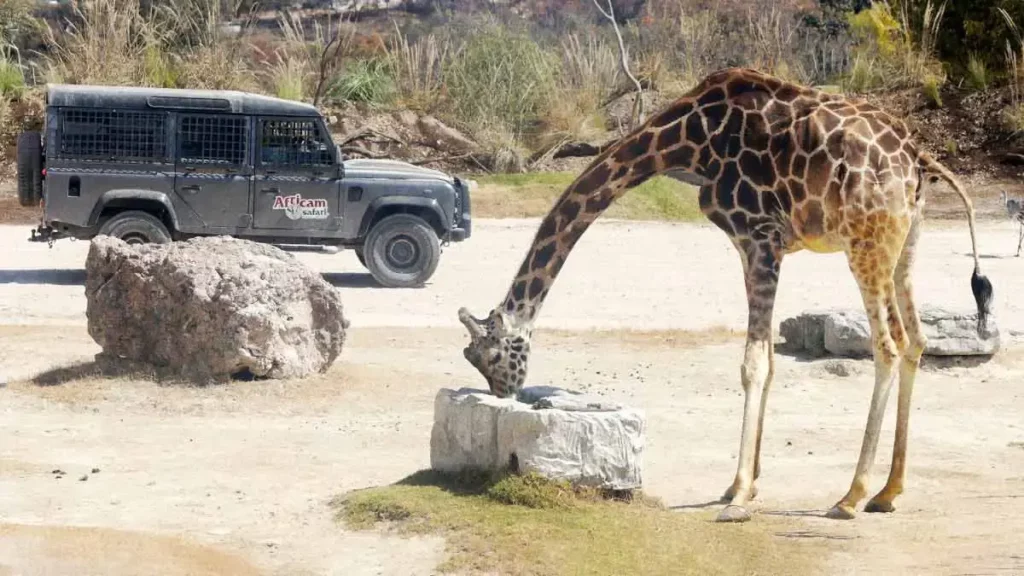 Africam Safari lanza concurso dirigido a escuelas de Puebla para conocer a la jirafa Benito 