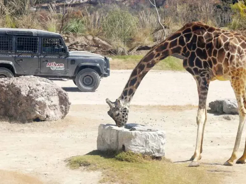 Africam Safari lanza concurso dirigido a escuelas de Puebla para conocer a la jirafa Benito 