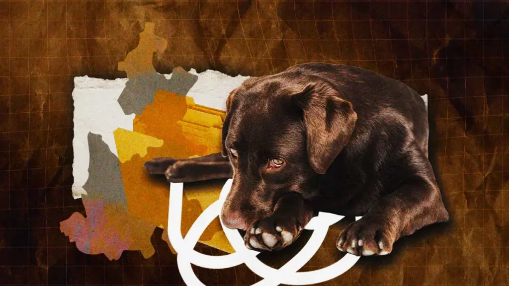 En menos de dos meses, Puebla acumuló 25 casos de crueldad animal este 2025