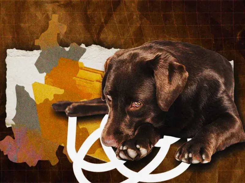 En menos de dos meses, Puebla acumuló 25 casos de crueldad animal este 2025