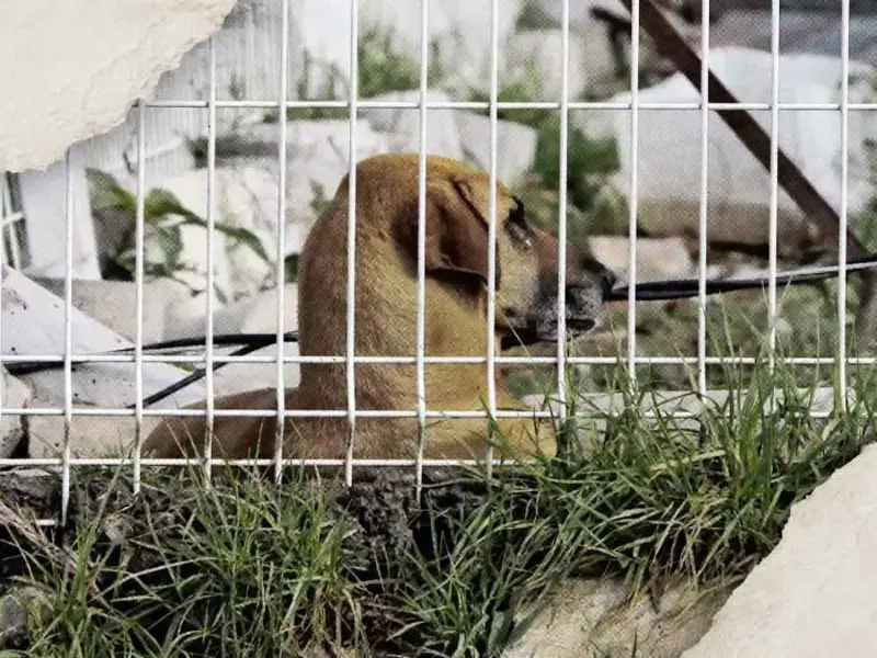 Perros víctimas de maltrato se comen entre si en Puebla; autoridades ya investigan el caso  