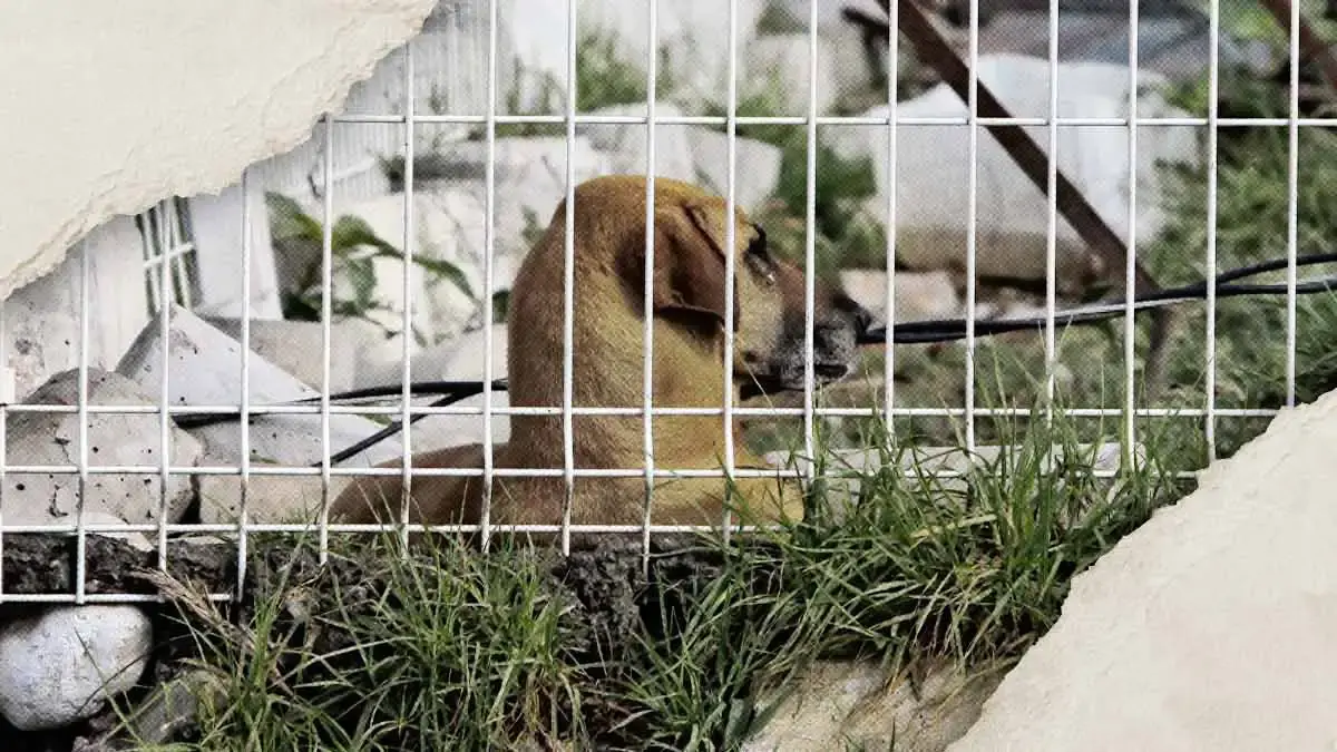 Perros víctimas de maltrato se comen entre si en Puebla; autoridades ya investigan el caso  