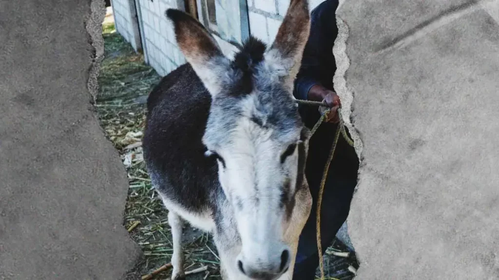 Captan a hombre golpeando con un látigo a un burro y mula en Huejotzingo, Puebla