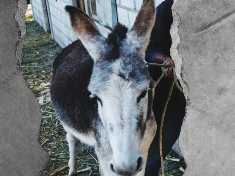 Captan a hombre golpeando con un látigo a un burro y mula en Huejotzingo, Puebla