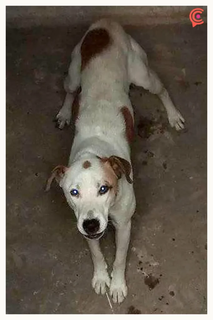 Vecinos reportan a perro atrapado dentro de una cisterna en Jardines de San José, Puebla